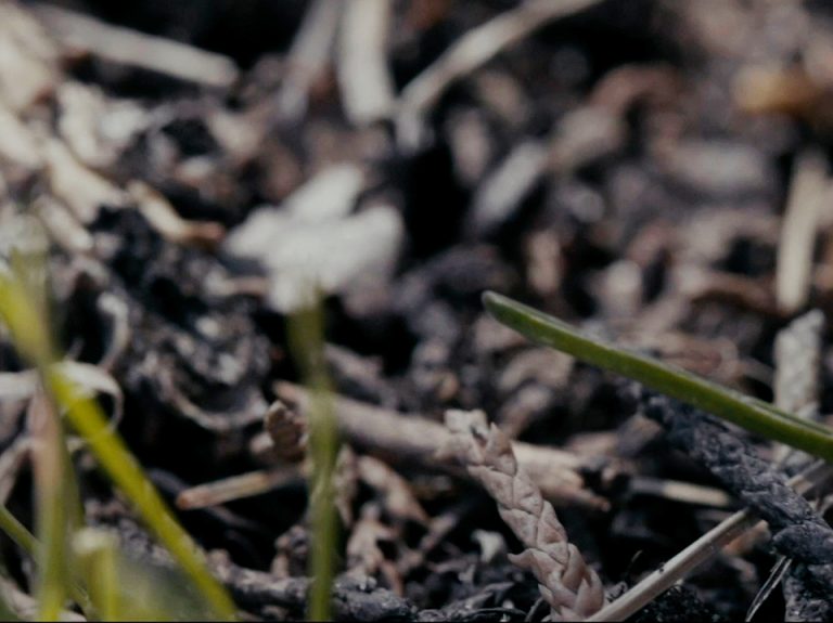 Close up photo of grass, dirt and mushrooms by Ben Kinsley