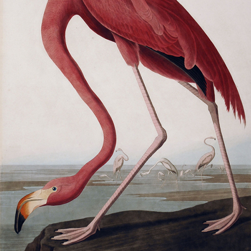 John James Audubon, Phoenicopterus Ruber, Linn. Old Male (Greater Flamingo), 1838