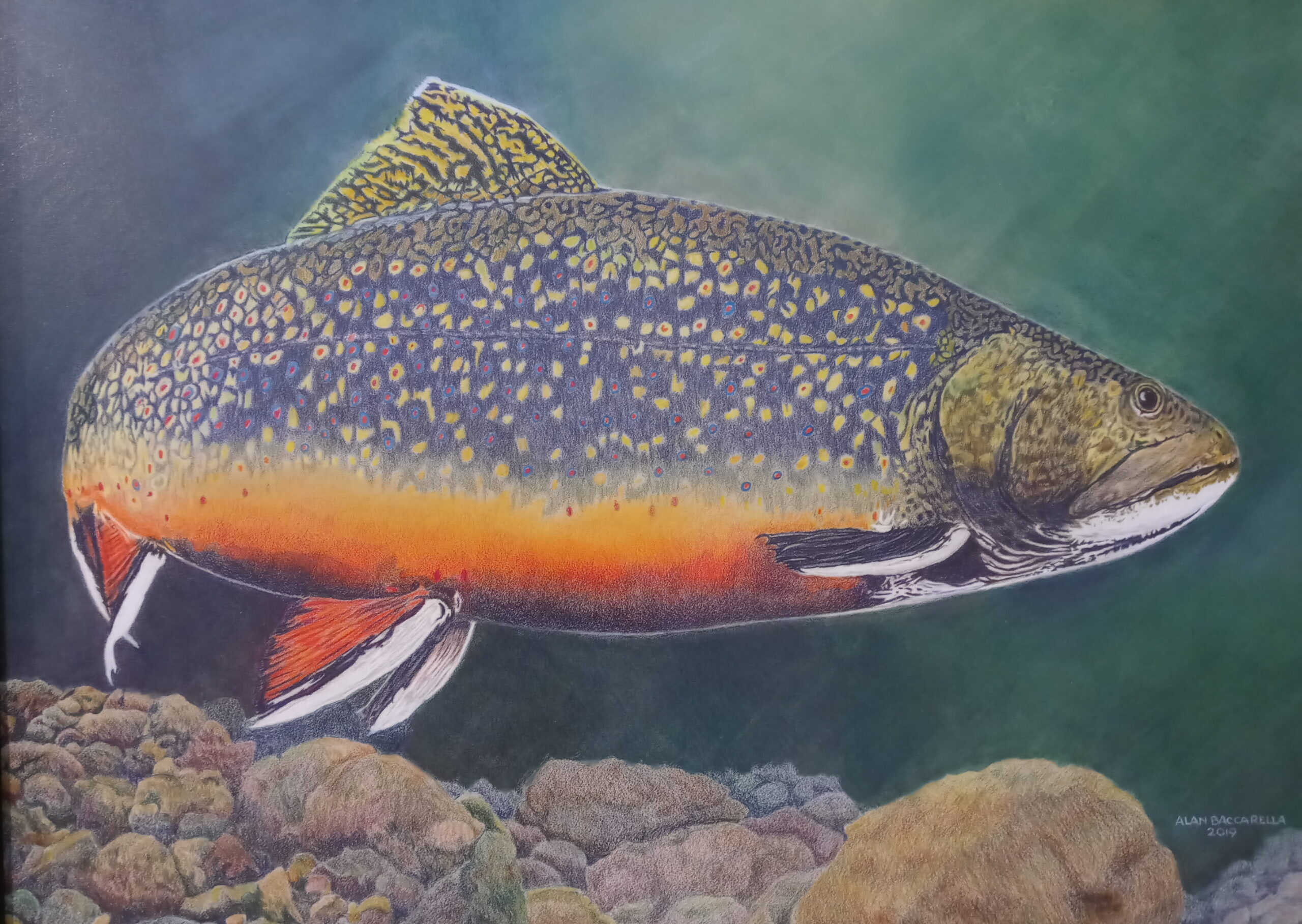Rainbow trout art by Alan Baccarella