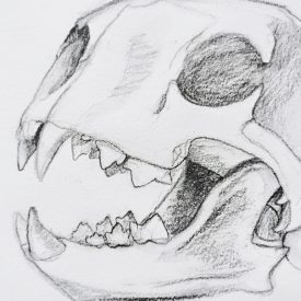 a pencil sketch of an animal skull with sharp teeth