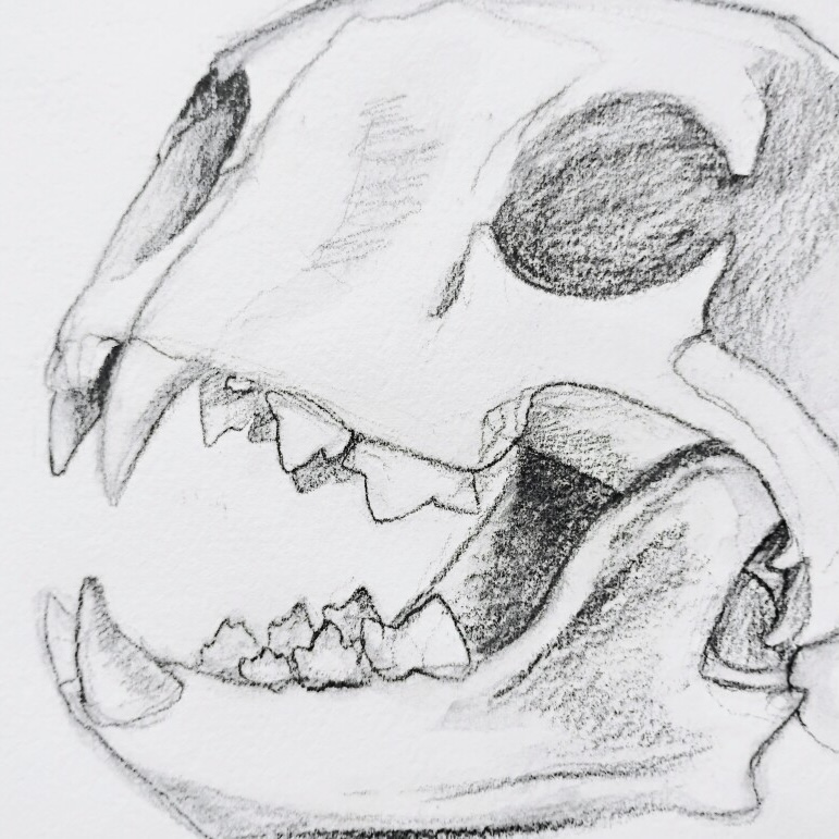 a pencil sketch of an animal skull with sharp teeth